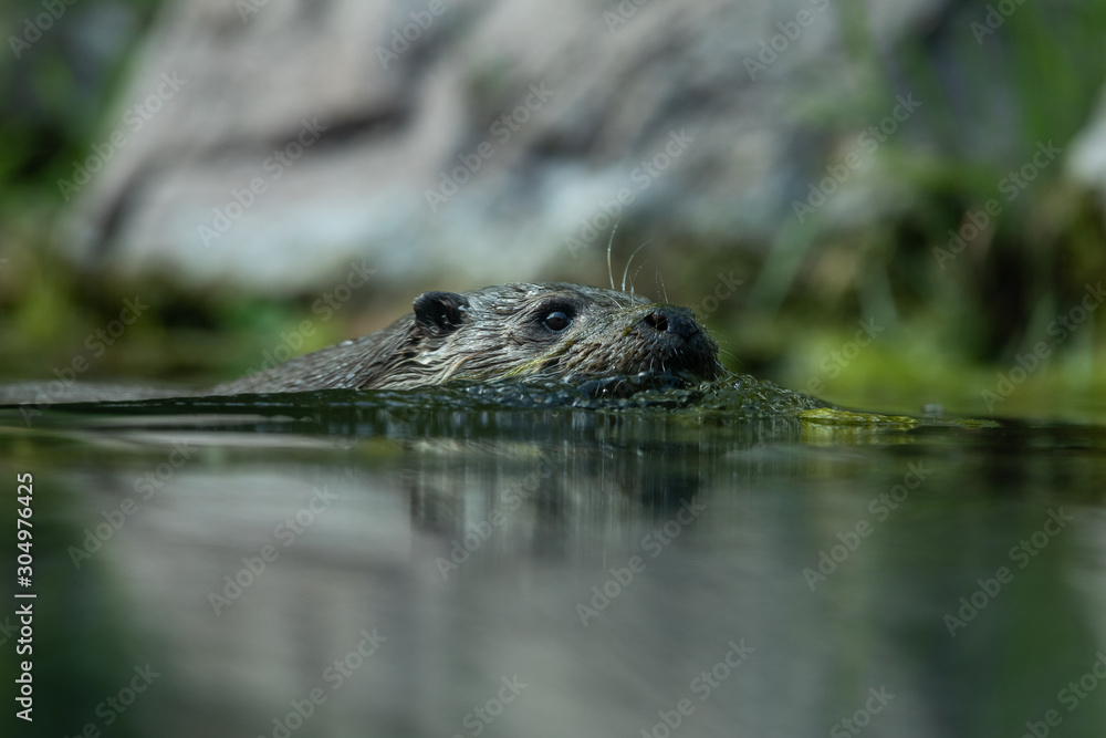 Fototapeta premium An otter swims in the water