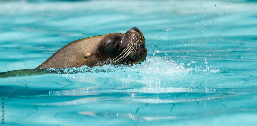 Obraz premium A sea lion swimming in a pool during a show