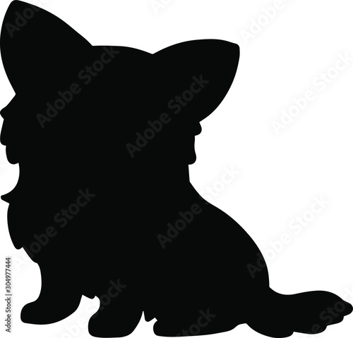 Chihuahua puppy sitting front silhouette