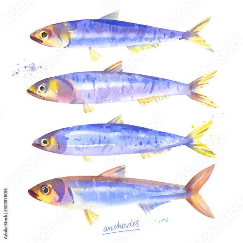Anchovies, hamsi, european anchovy fish. Hand drawn watercolor illustration on white background