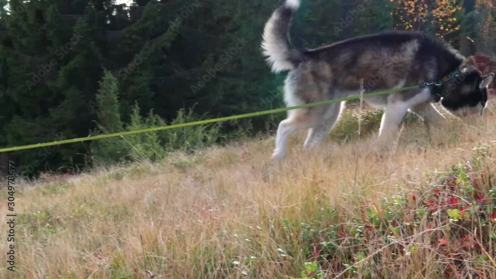 Dog in the mountains. Siberian Husky in the mountains. Travel. Carpathians Dog in the mountains. Siberian Husky in the mountains. Travel. Carpathians