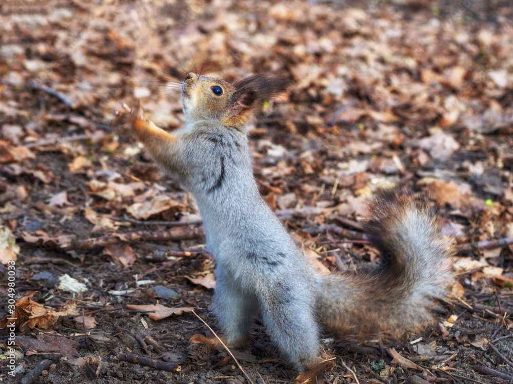 Squirrel in the autumn forest park. Squirrel in the autumn foliage stands on its hind legs. Squirrel in the autumn forest park. Squirrel in the autumn foliage stands on its hind legs.