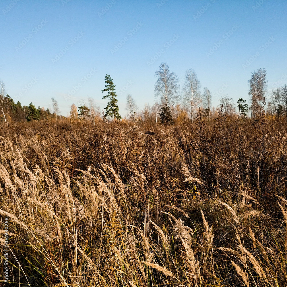 Fototapeta premium Yellow grass. Field with yellow dry grass.