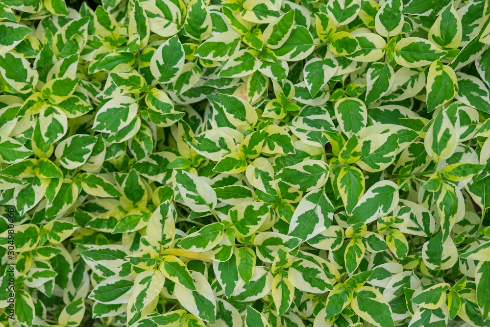 Spotted leaves Caused by mutations In Thailand, it is called the money tree. (Gratophyllum pictum (L.) Griff. ) Spotted leaves Caused by mutations In Thailand, it is called the money tree. (Gratophyllum pictum (L.) Griff. )