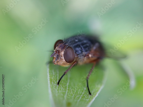 fly on leaf © Elias Bitar