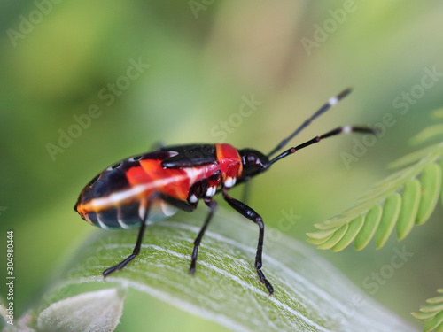 red beetle on leaf © Elias Bitar