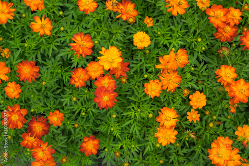 High angle of calendula flowers have color yellow and orange.  Calendula officinalis 