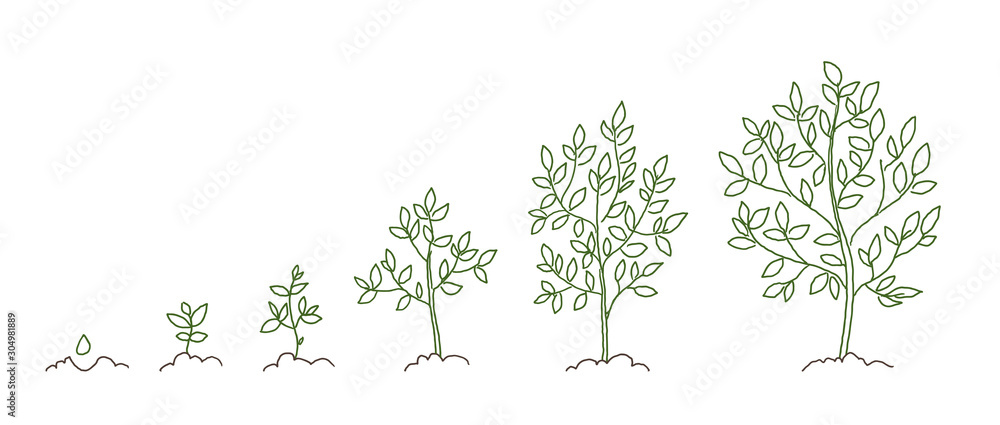 Trees, growth stages sketch. Animation progress. Plant development. Hand drawn vector line.
