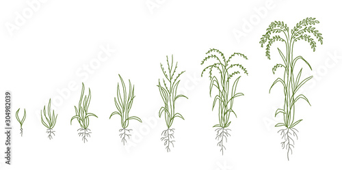 Rice growth stages sketch. Oryza sativa animation progress. Plant development agriculture. Hand drawn vector line.