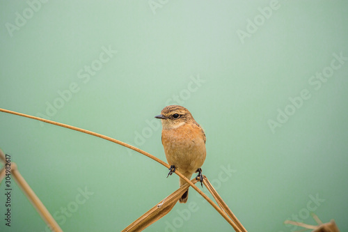 Siberian Stonechat in Mai Po Nature Reserve, Hong Kong (Formal Name: Saxicola maurus) photo