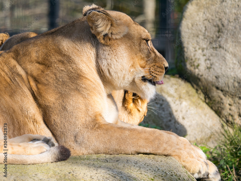 Naklejka premium Lionne