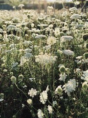 Fototapete Khaki Blühende Pflanzen im sommerlichen Garten  © Igor