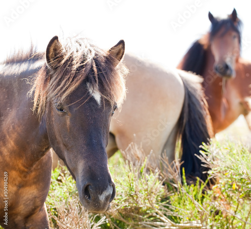 group of horses against the sunlight
