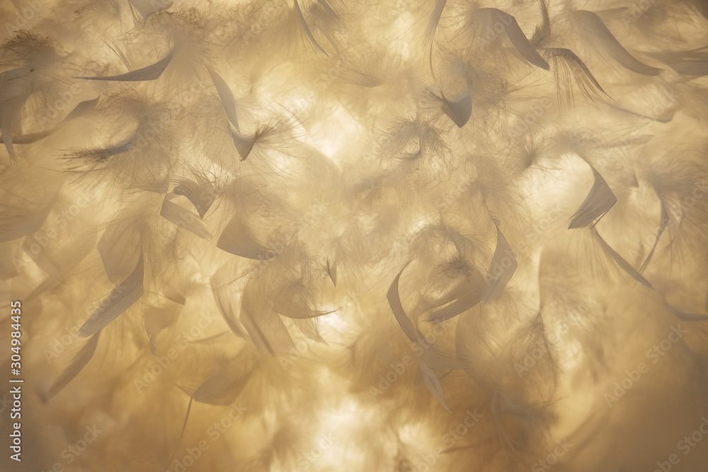 White fluffy feathers on blur background White fluffy feathers on blur background