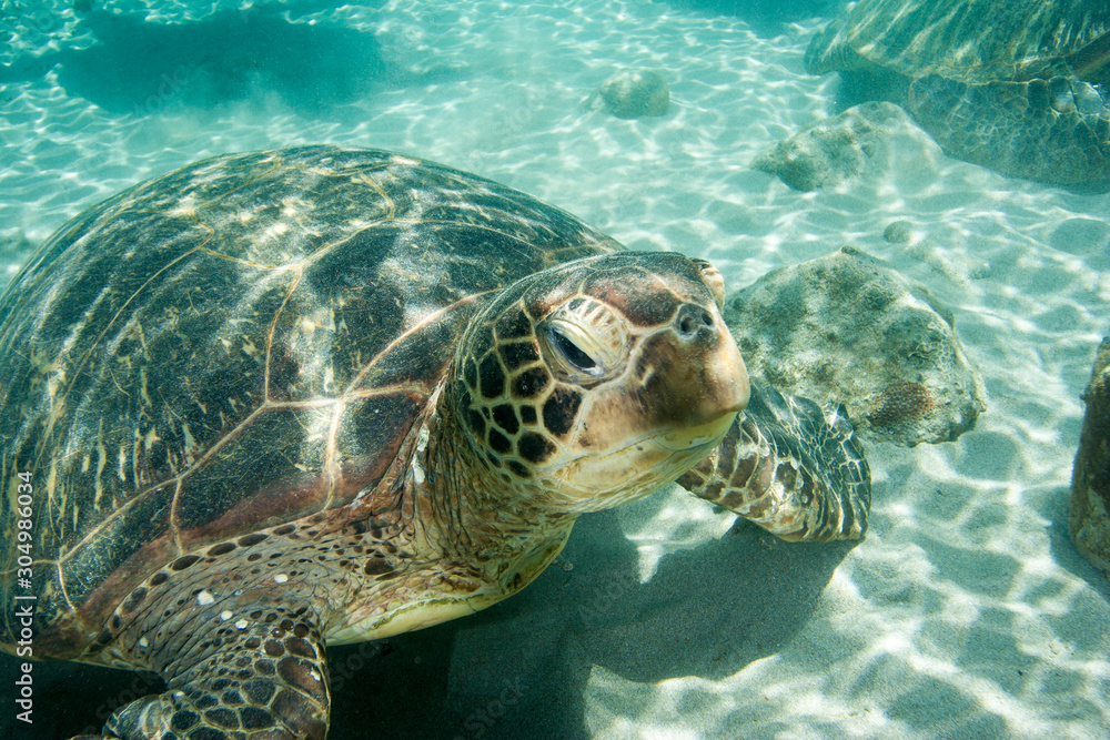 Fototapeta premium 小笠原のアオウミガメ