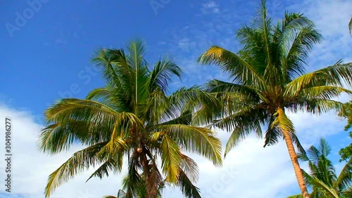 Wallpaper Mural Coconut palm trees under a clear deep blue sky in the Philippines Torontodigital.ca