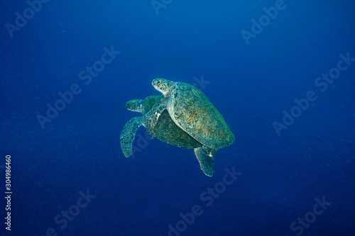 交尾するアオウミガメ © shota