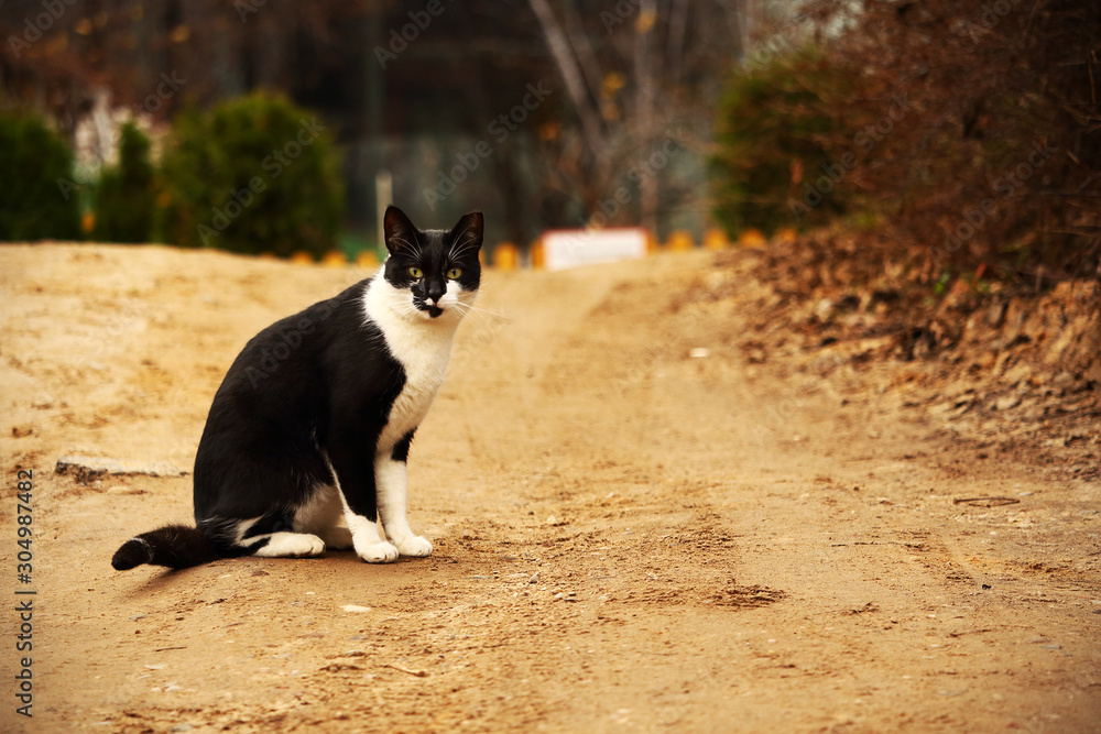 Black and white cat on countryside sand road