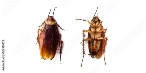 set of dark brown cockroach isolated on the white background. Closeup cockroach dies overturned.