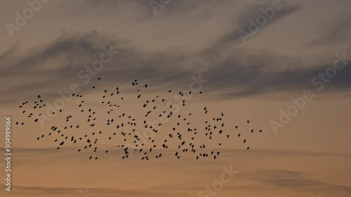 Murmuration of Starling birds post sunset. Slow motion 150fps.