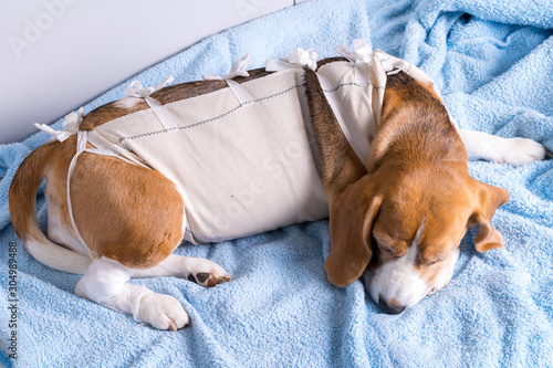 Photography Beagle dog lying after surgery