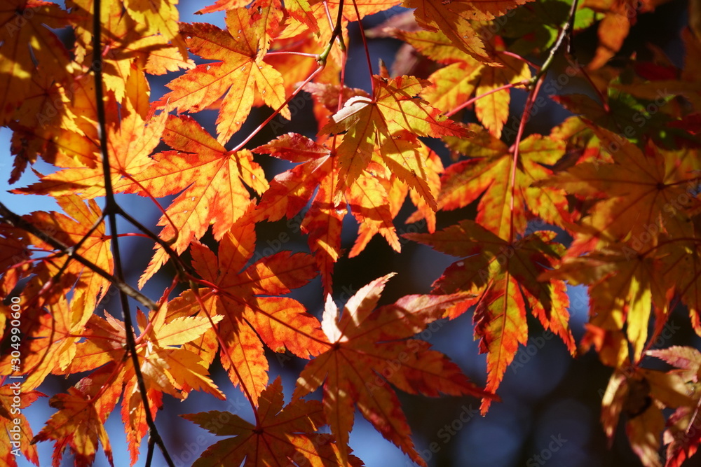 紅葉 紅葉