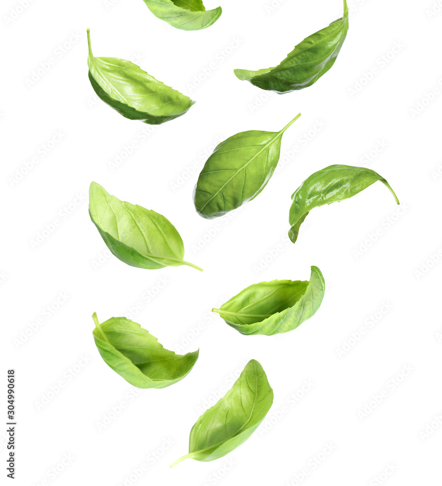 Fototapeta premium Fresh green basil leaves falling on white background