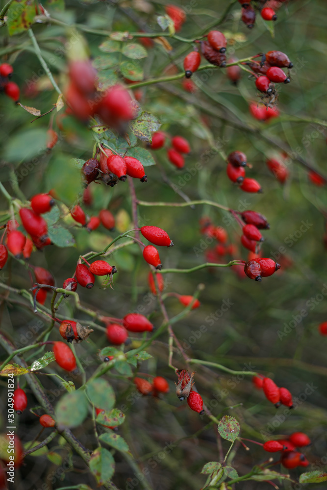 Briar, Wild Rosehip Shrub. Colorful closeup of briar berries in the field.