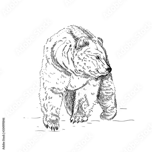 Hand drawn ink illustration. Vector black and white engrave isolated bear