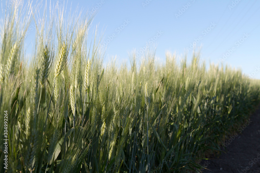 green wheat spikes growing in the border countryside. Selective focus green wheat spikes growing in the border countryside. Selective focus