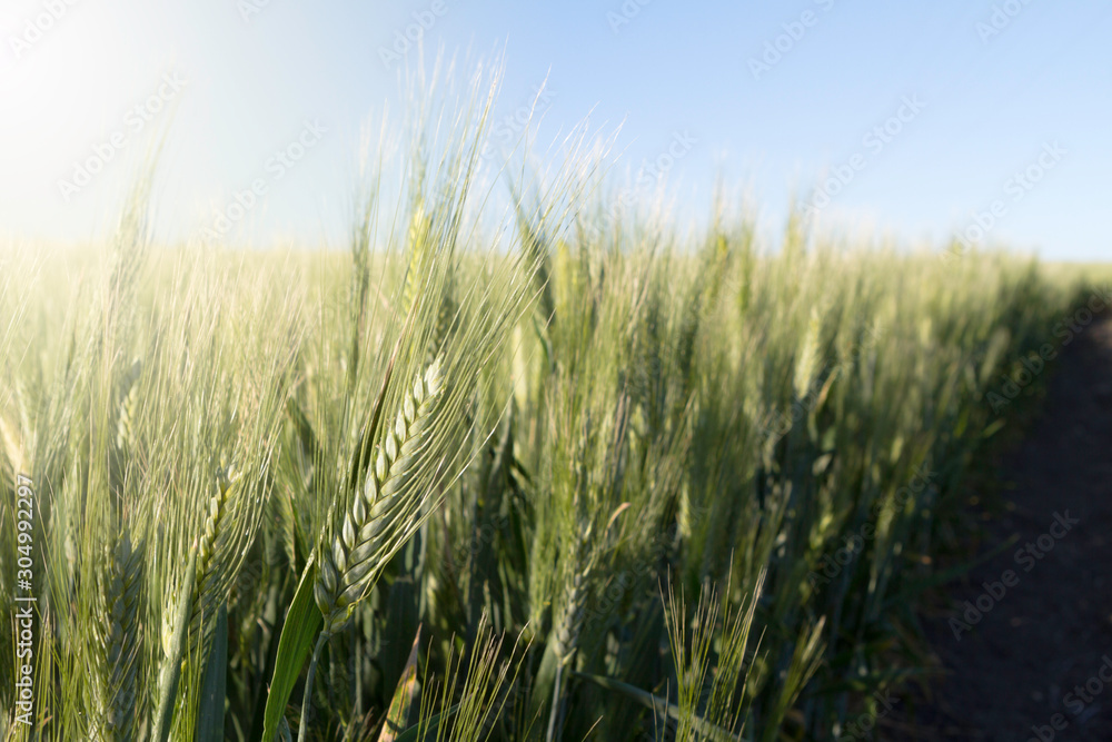 green wheat spikes growing in the border countryside. Selective focus green wheat spikes growing in the border countryside. Selective focus