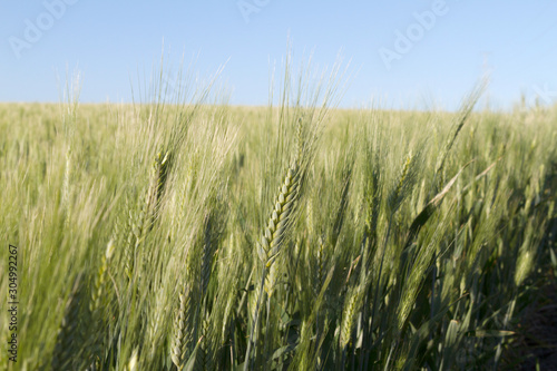 green wheat spikes growing in the border countryside