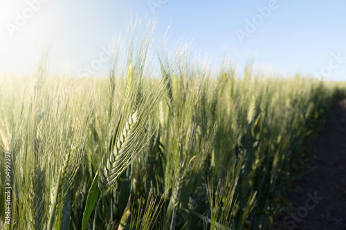 green wheat spikes growing in the border countryside. Selective focus