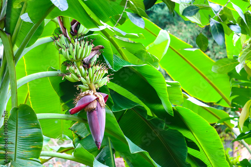 banana blossom properties to drink milk  nourish blood  help treat gastritis