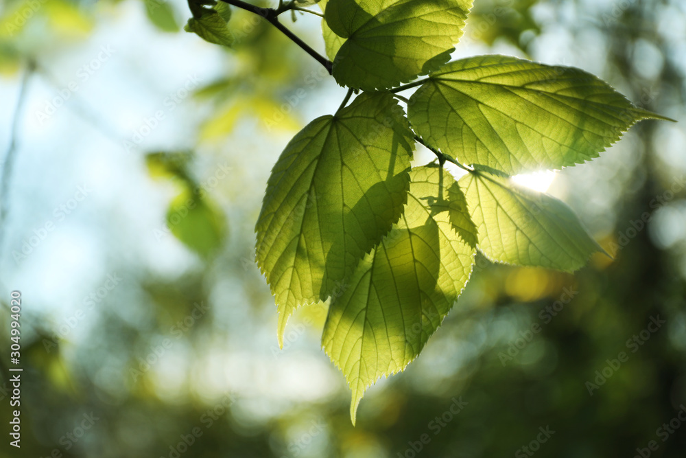 Tree branch with green leaves on sunny day Tree branch with green leaves on sunny day
