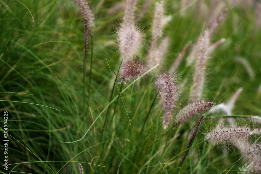 Close up Beautiful Feather grass in nature , Close up Grass Flower nature scene , Wild flower Close up Beautiful Feather grass in nature , Close up Grass Flower nature scene , Wild flower