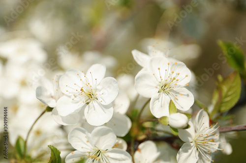 Blossoming cherry tree  closeup