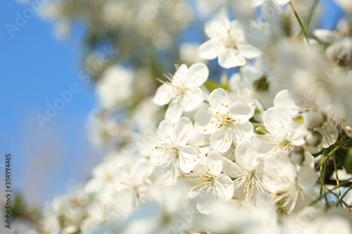 Blossoming cherry tree, closeup