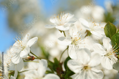 Fototapeta Naklejka Na Ścianę i Meble -  Blossoming cherry tree, closeup