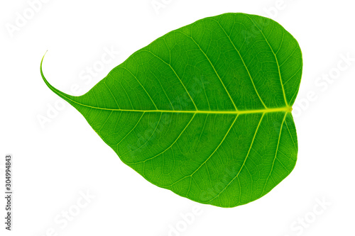 Close up green bothi leaf (Pho leaf, bo leaf) isolated on white background texture. photo