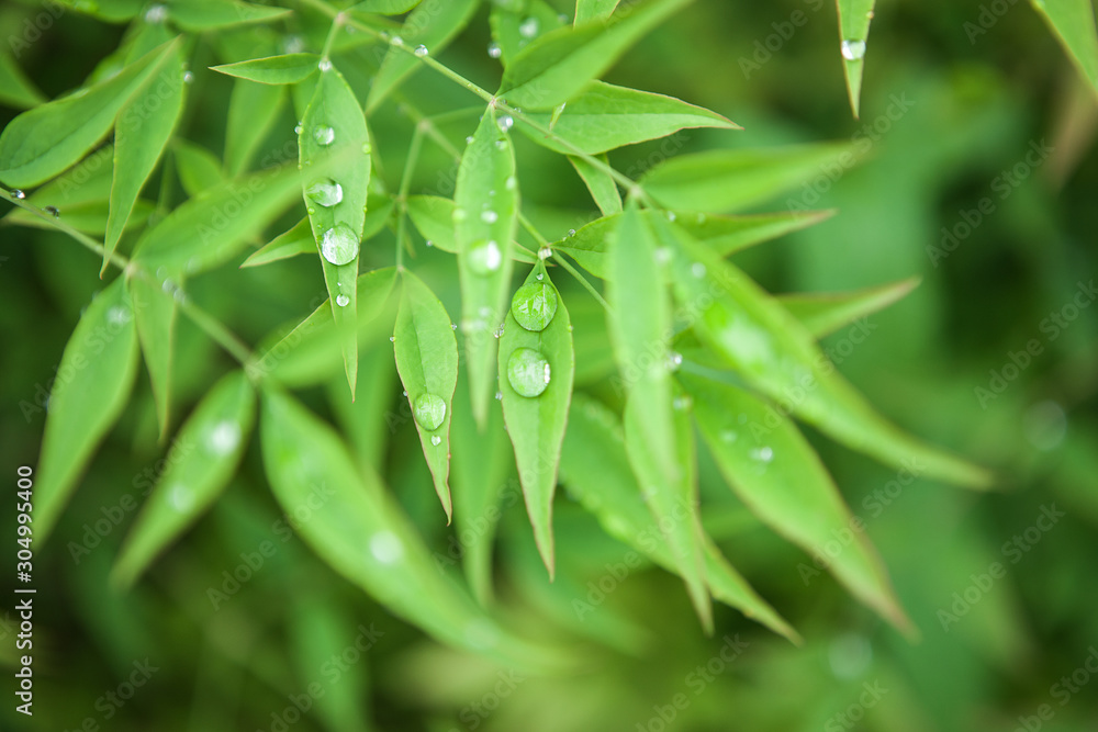 Dew on the leaves.