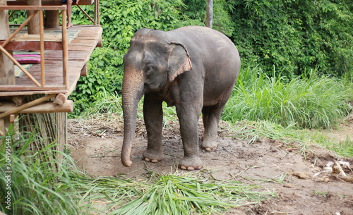 Photography Asian elephants are eating food.