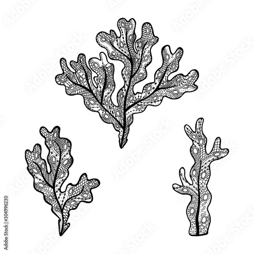 Fotografija Vector illustration of hand drawn seaweed - Fucus algae