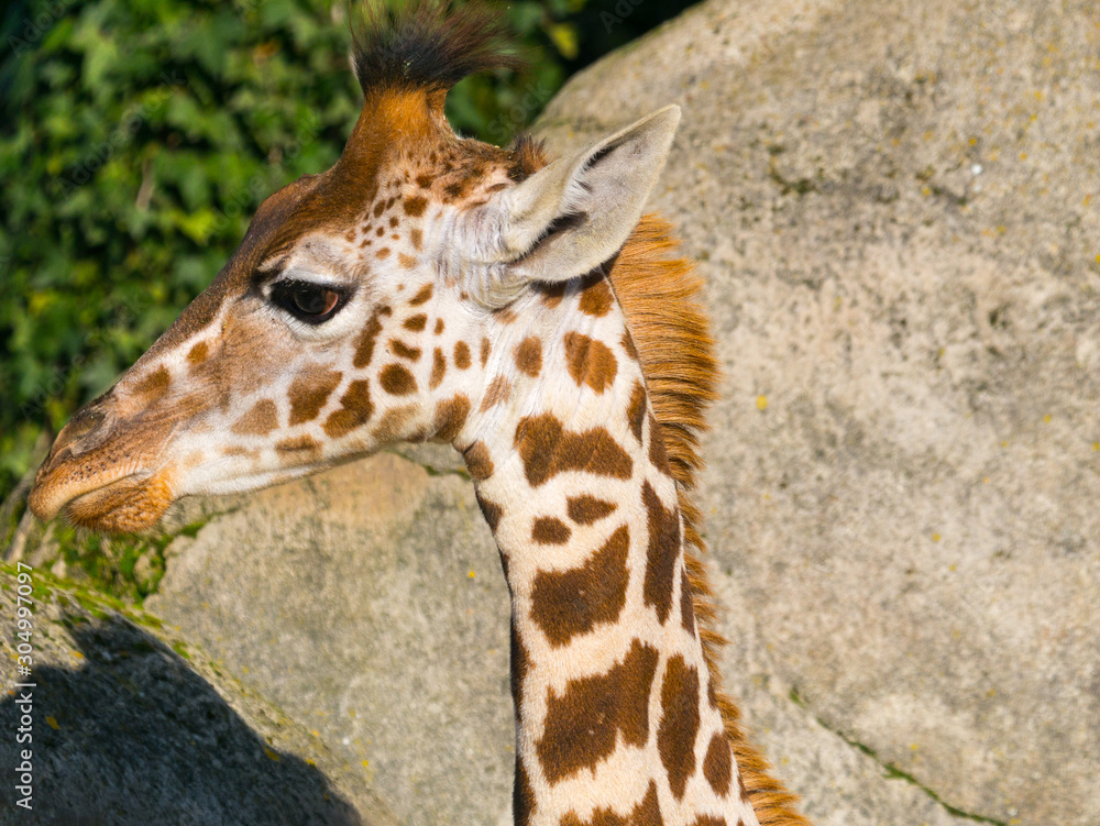 Fototapeta premium Girafe