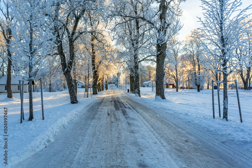 Slippery winter road through a tree avenue against a farm Slippery winter road through a tree avenue against a farm