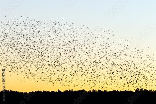 Large flock of Jackdaws birds in the dawn light over the woods