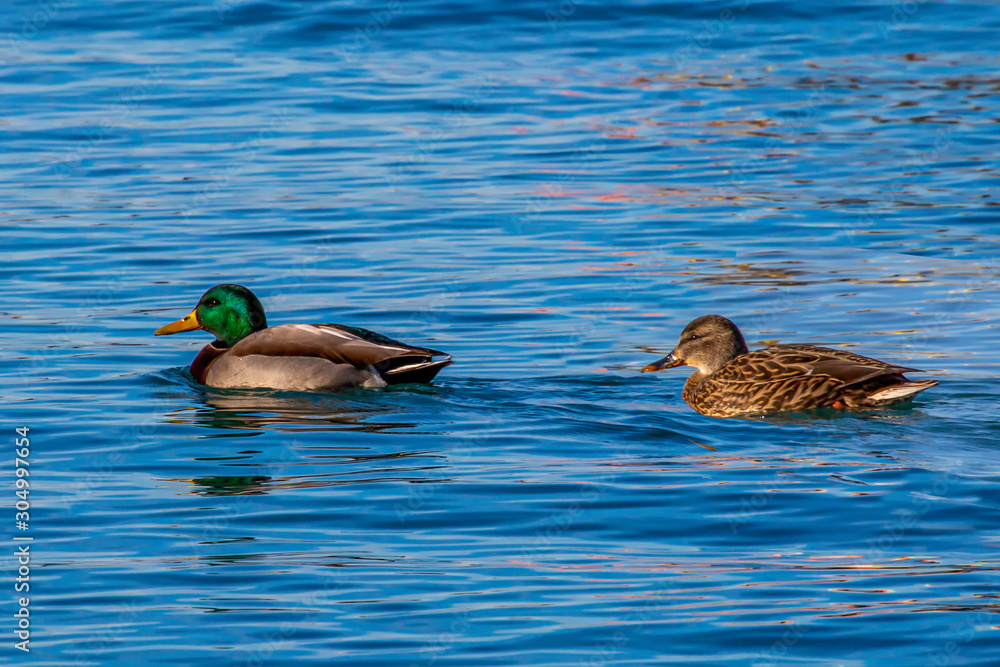 Fototapeta premium Mallard Pair