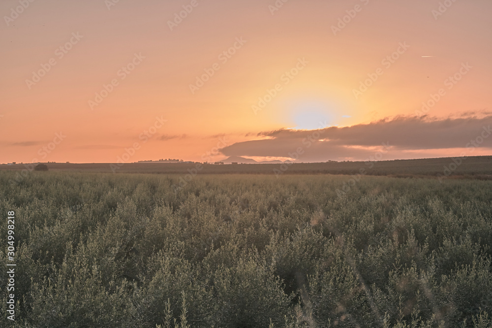 sunrise in an olive grove