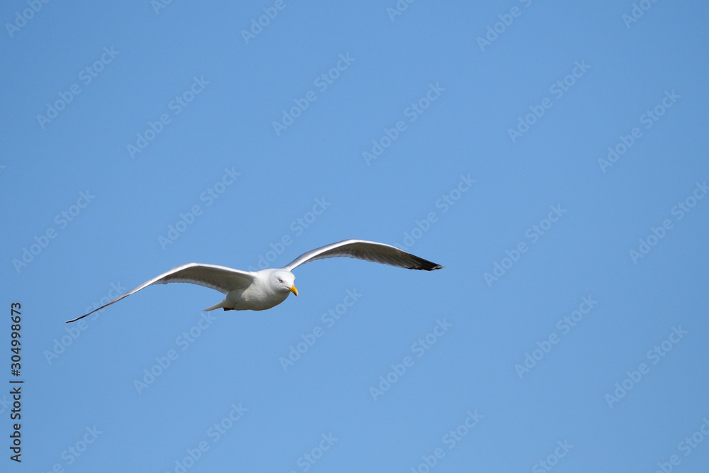 Silbermöwe im Flug Silbermöwe im Flug