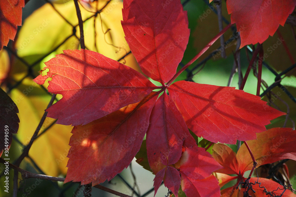 Obraz premium Red leaves spring with nature background